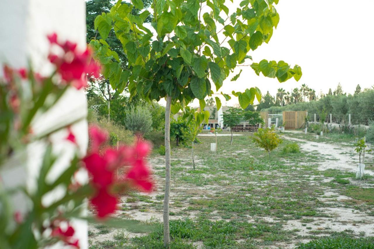 Mediterranea En Alicante *